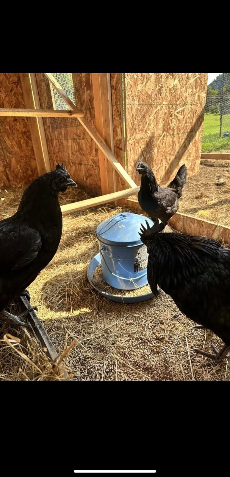 Ayam Cemani Chicken Hatching Eggs 12 High Quality Eggs & Shipping