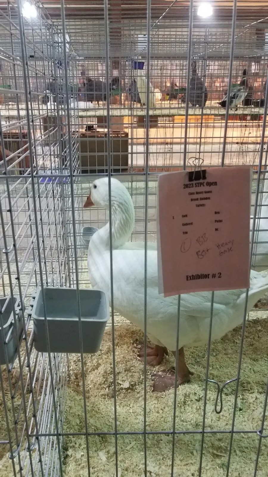12 White Embden Hatching Goose Eggs