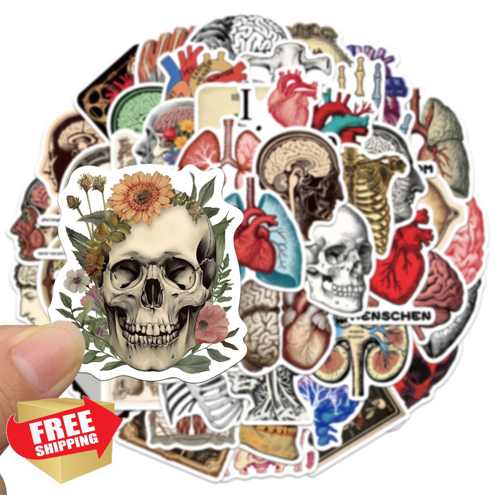 50pcs Anatomical Stickers Vintage Medical Science Organs Brain