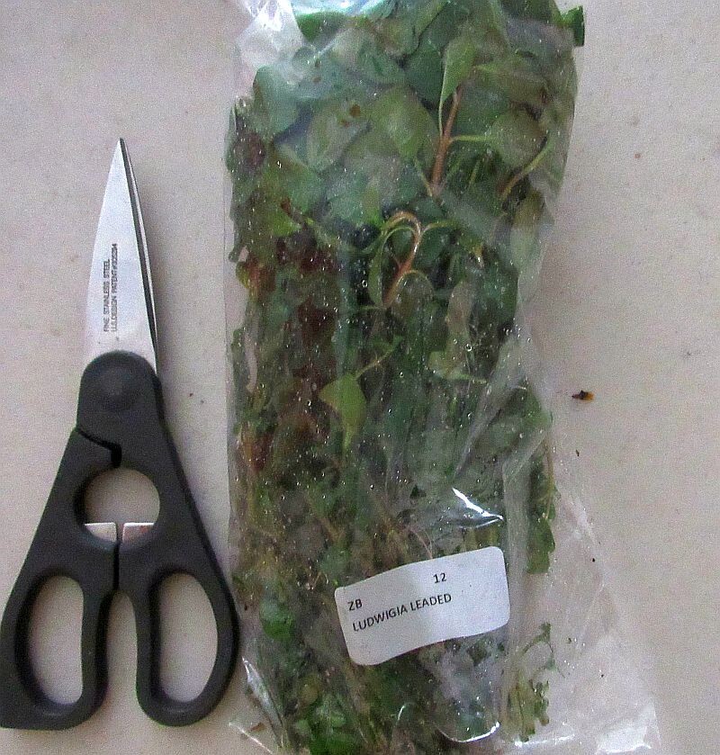 36 plus stems red ludwigia plants