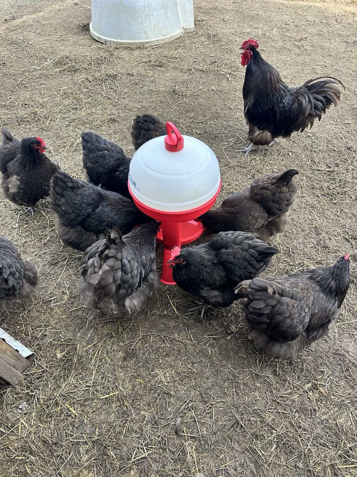English Chocolate Orpington Hatching Eggs 12+