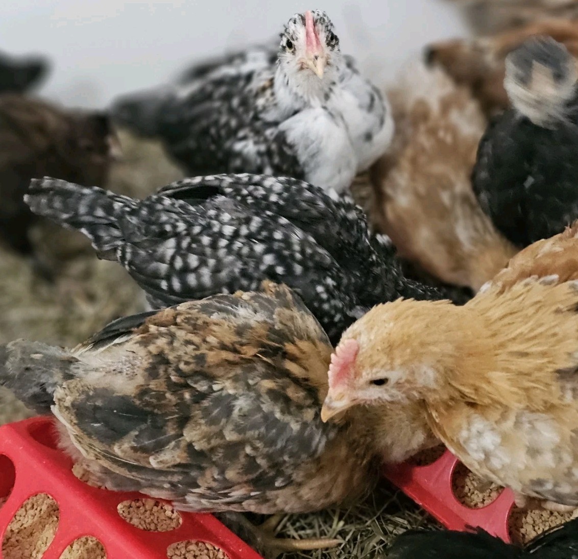 12+ bantam/easter egger cross, possible purebreeds!!
