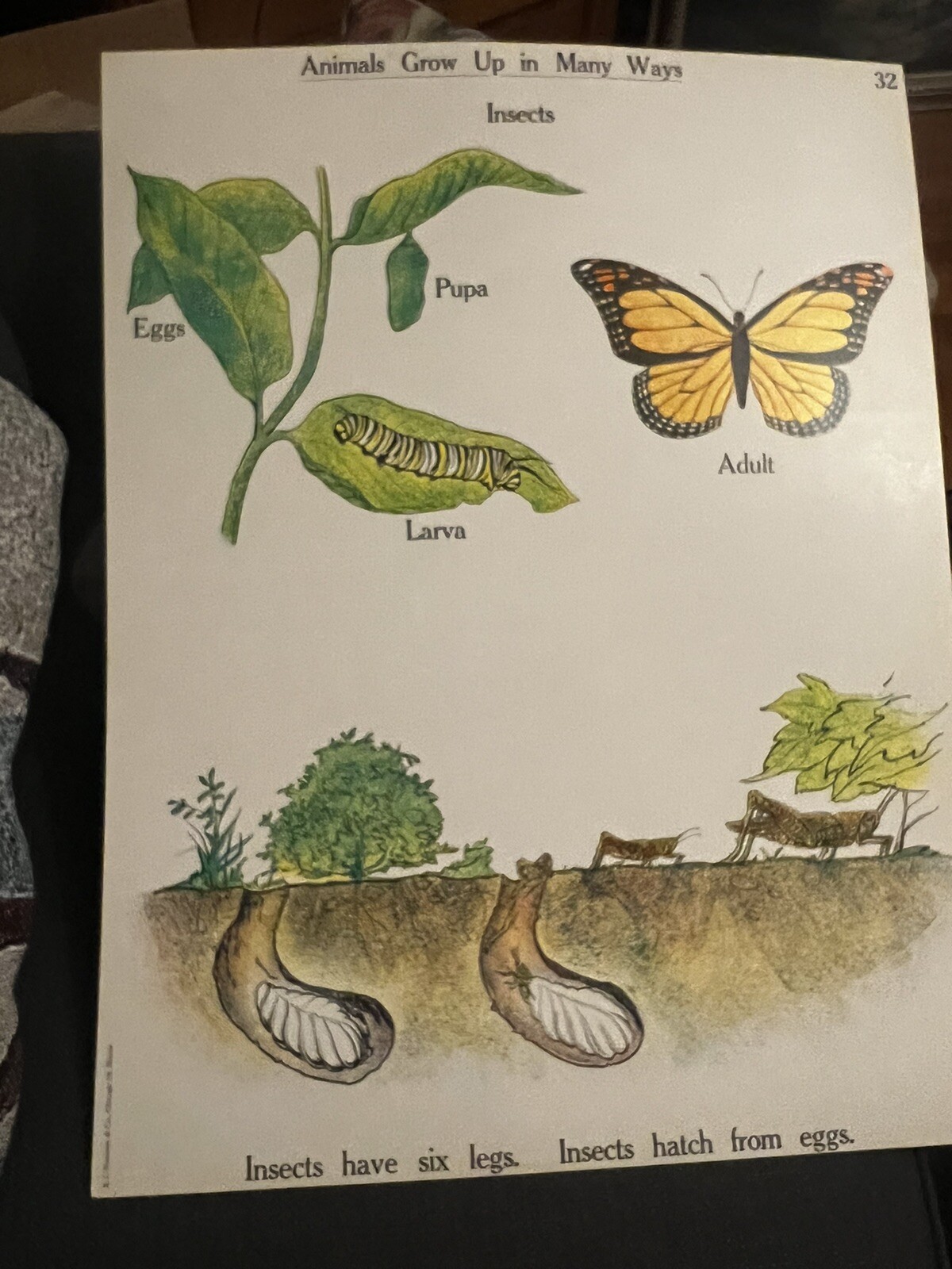 VINTAGE A.J. Nystrom Elementary science chart Animals & growth chart 24 x18.5