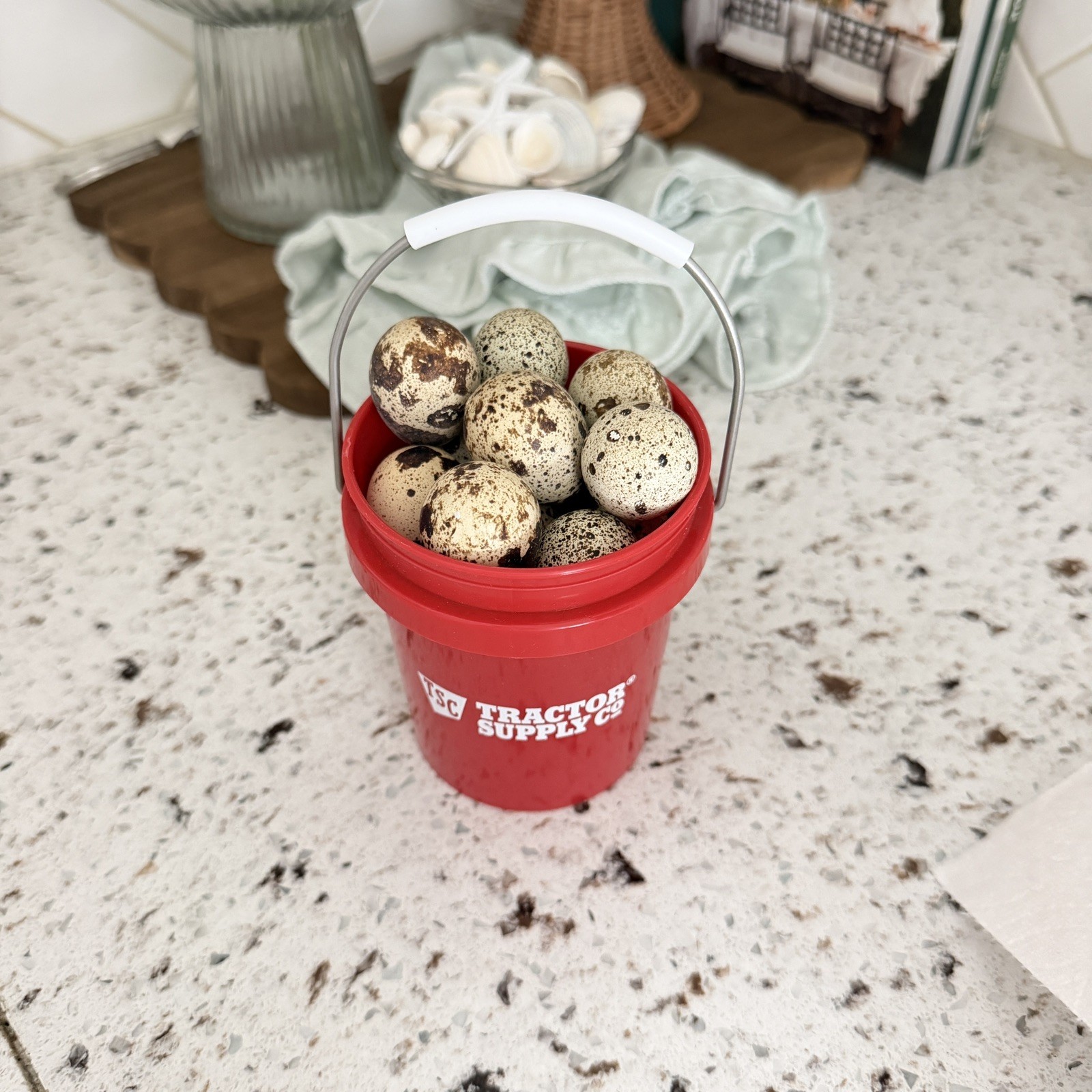 Ginger Pearl Fee Quail Eggs and Progressive Pied Quail Eggs