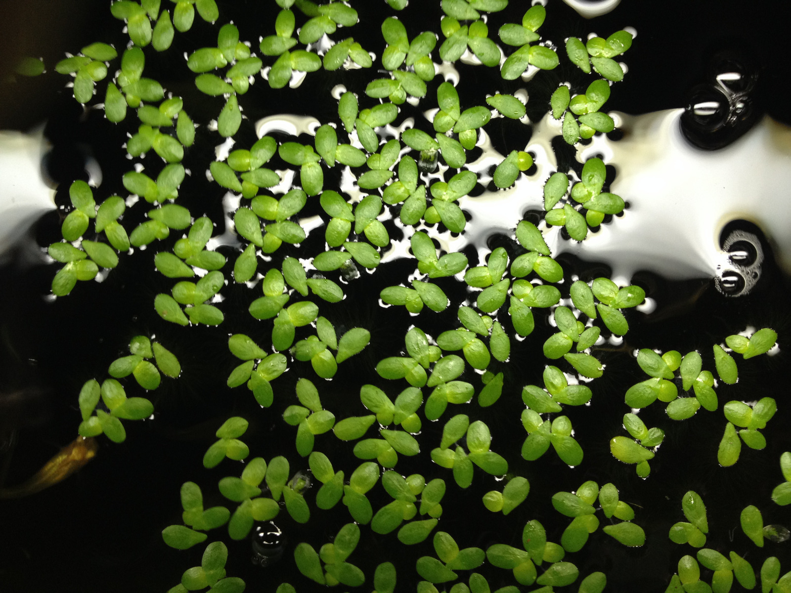 SNAIL FREE 99+ duckweed indoor grown live organic floating aquarium plants-