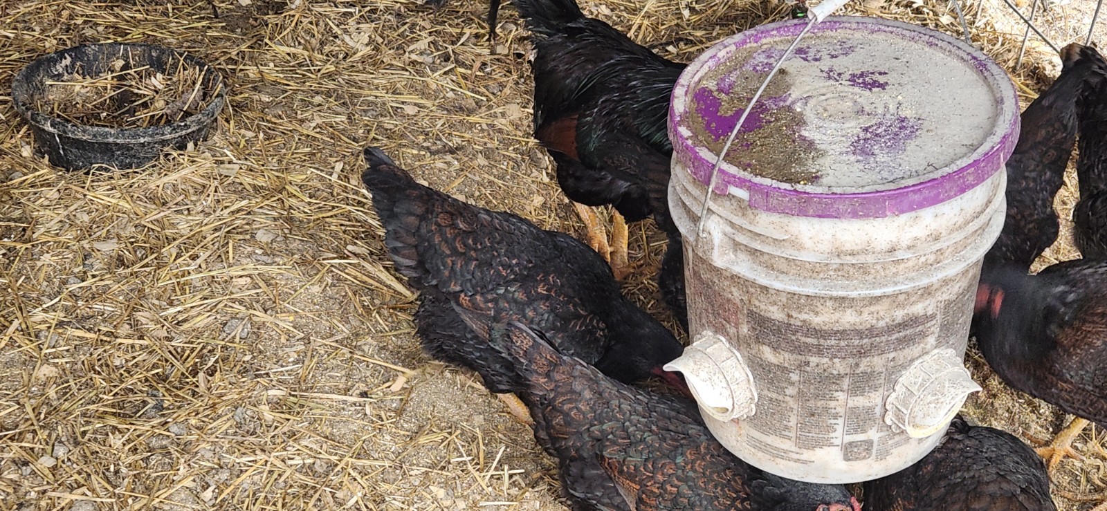 8+ Dark Cornish Hatching Eggs