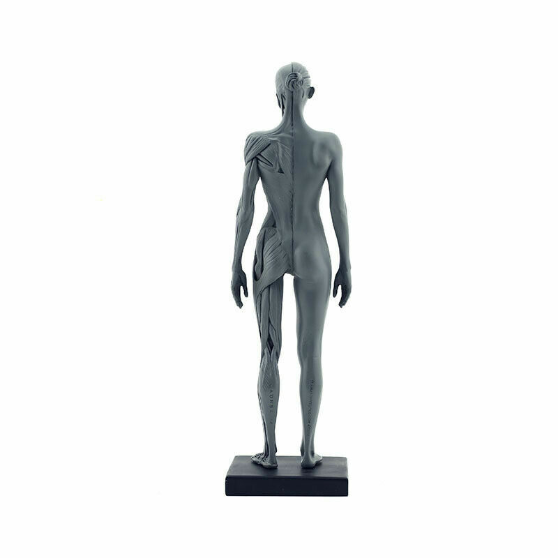 30cm Anatomy Skull Blood Sculpture Head Body Muscle Bone Model Female Gray USA