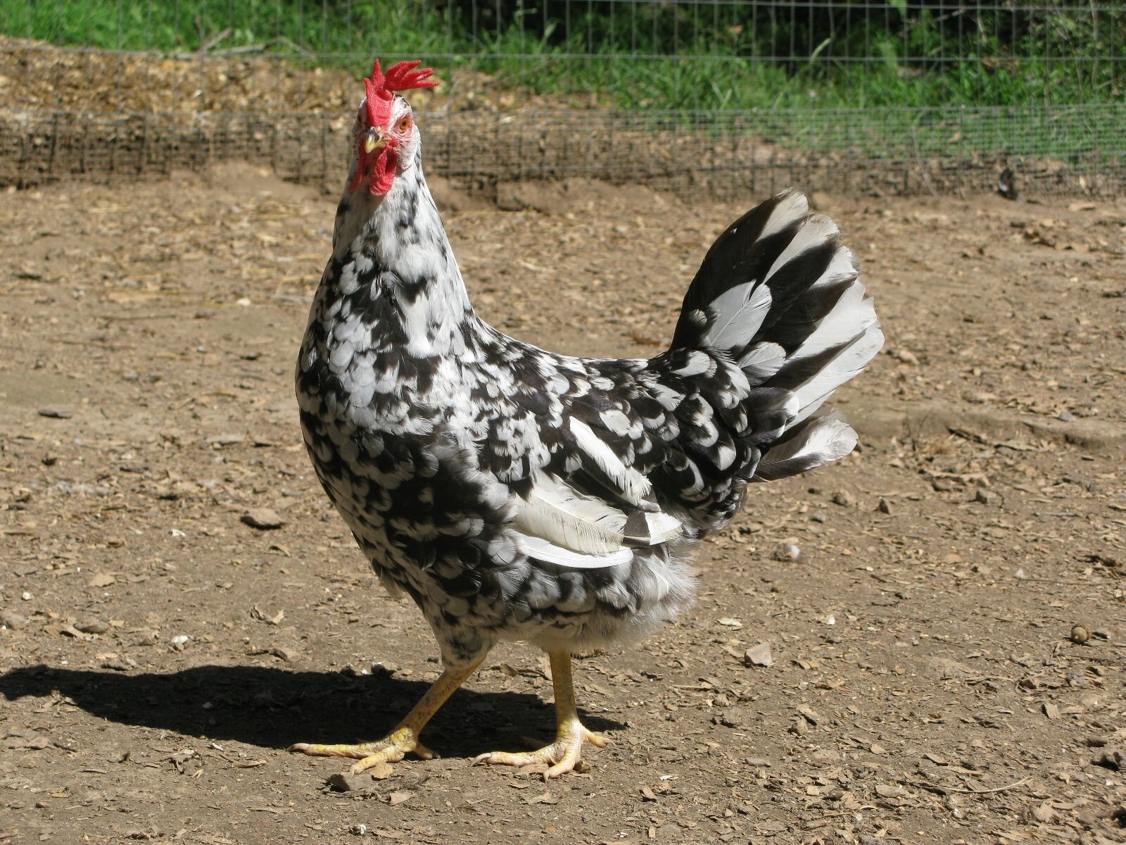 12+ Exchequer Leghorn Hatching Eggs. Great Layers of White Eggs