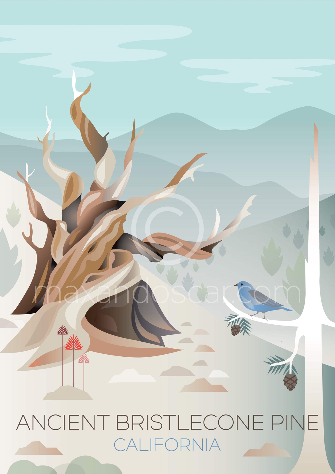 ANCIENT BRISTLECONE JIGSAW PUZZLE