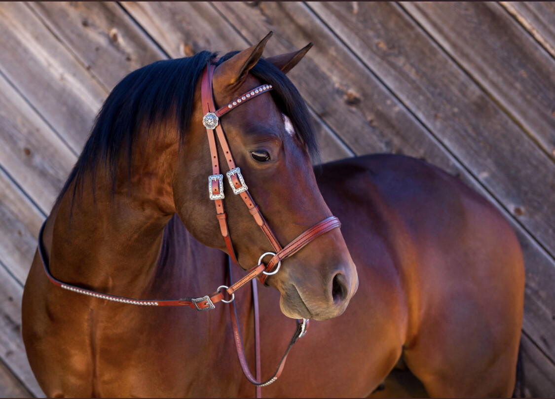 Western Brown Leather Bit less Bridle & Split Reins With Buckles