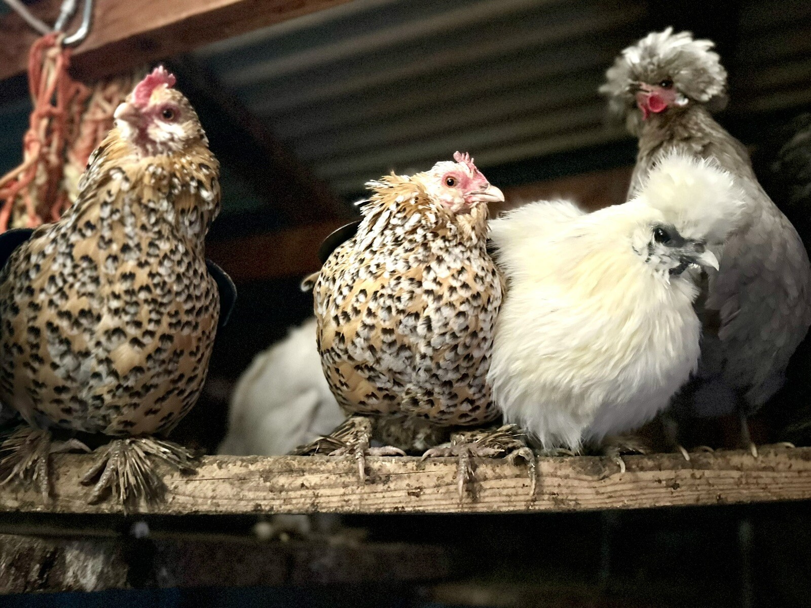 12+ fertile hatching chicken eggs - Barnyard mix