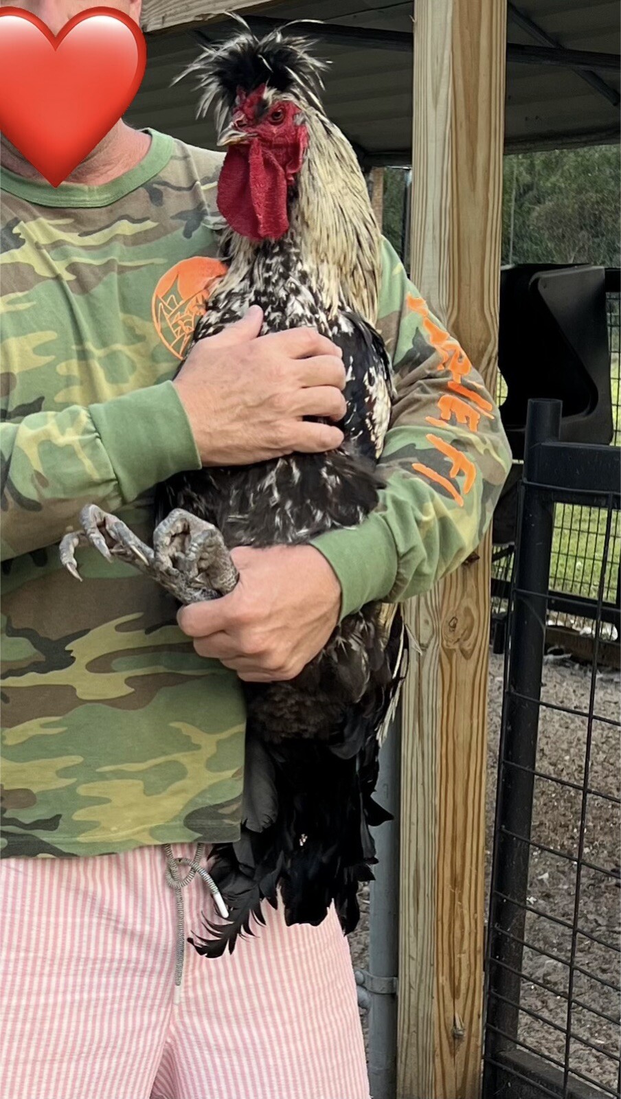15+ Rare Sanjak Longcrower Chicken Hatching Eggs Large Breed 🎶  Unique Crow 🎶