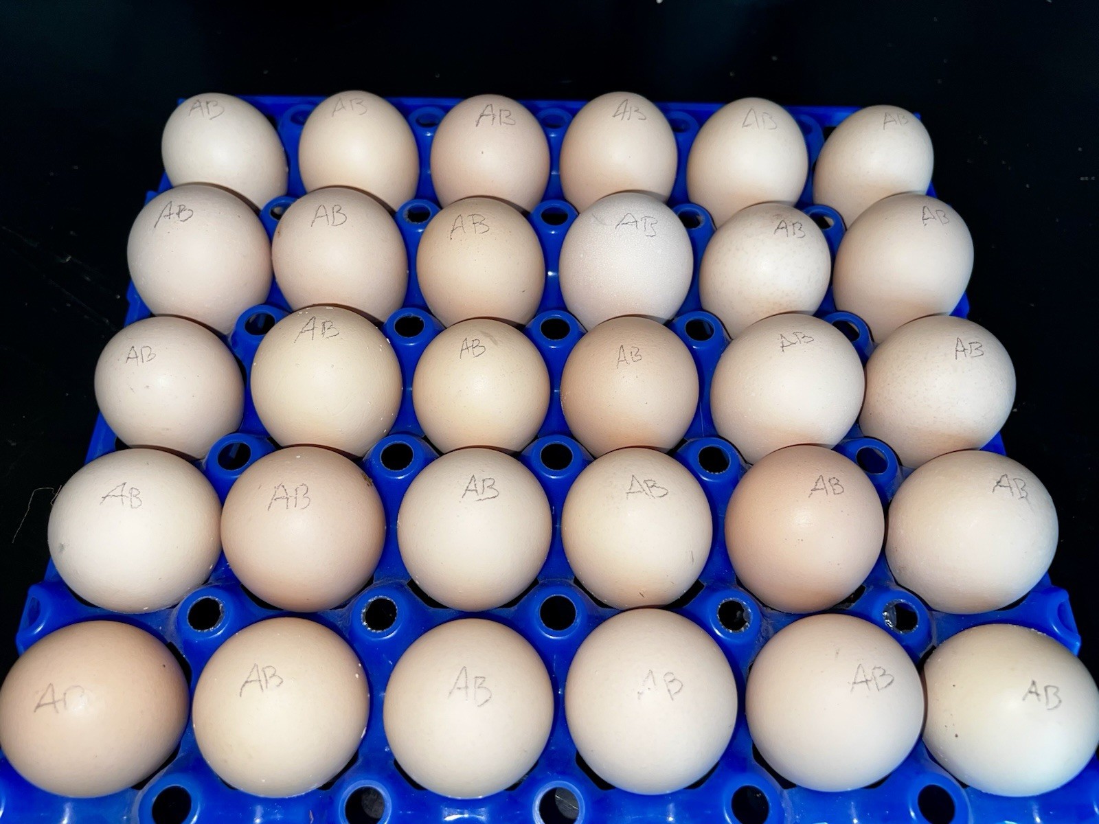 (12+) American Bresse Hatching Eggs