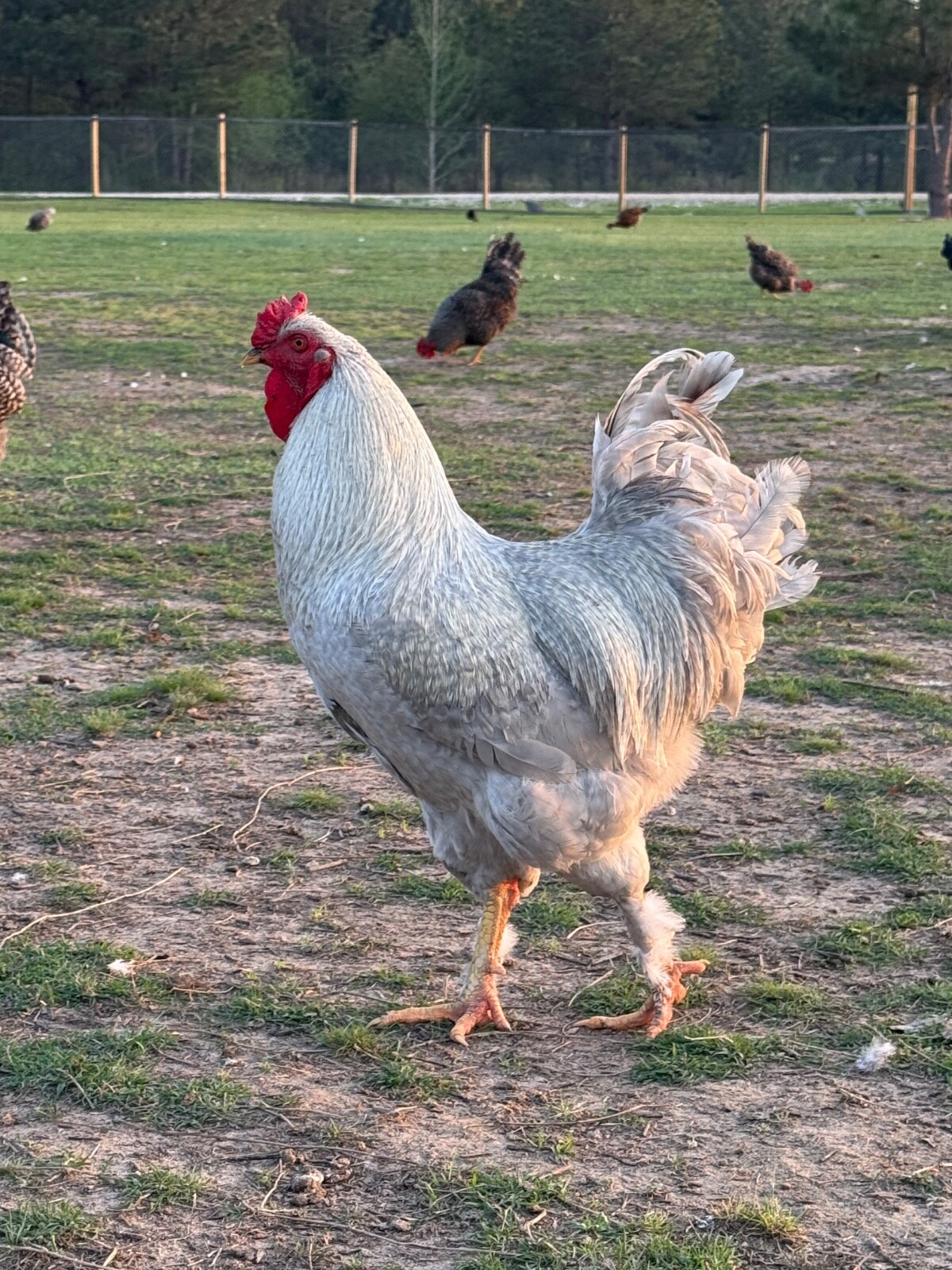 24 Rare Breed Mix Chicken Eggs