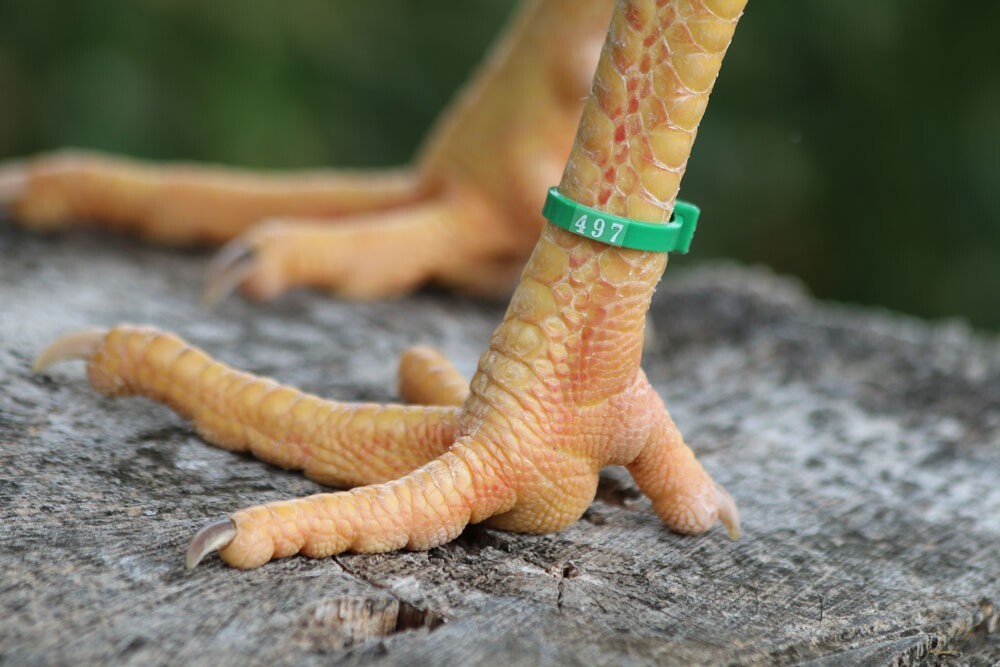50 Green Numbered Poultry Zband Leg Bands~Fits Chickens,Geese,Ducks