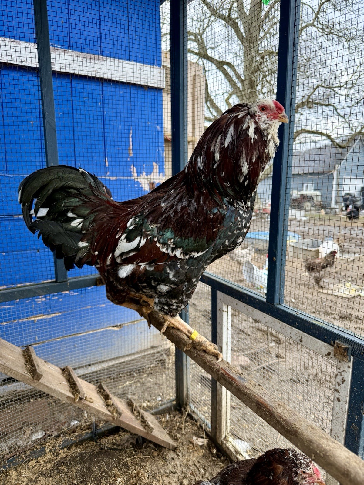15+ Fertile Chicken Hatching Eggs