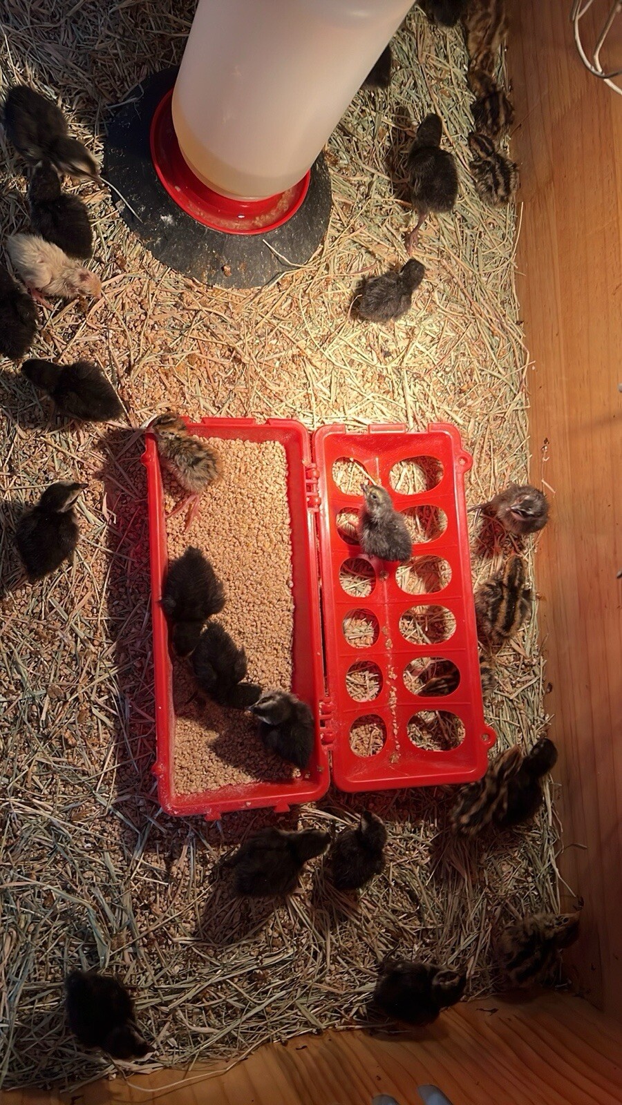 24 All Black Coturnix Quail Hatching Eggs NPIP Healthy