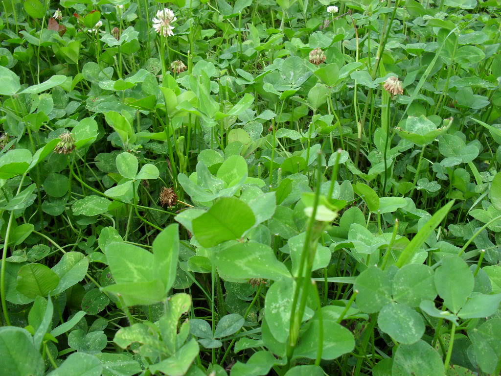 Ladino Clover Seeds - 4 Lbs.