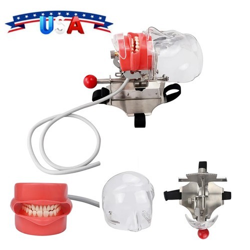US Simple Head Model Dental Simulator Phantom Head forDentist Education Teaching
