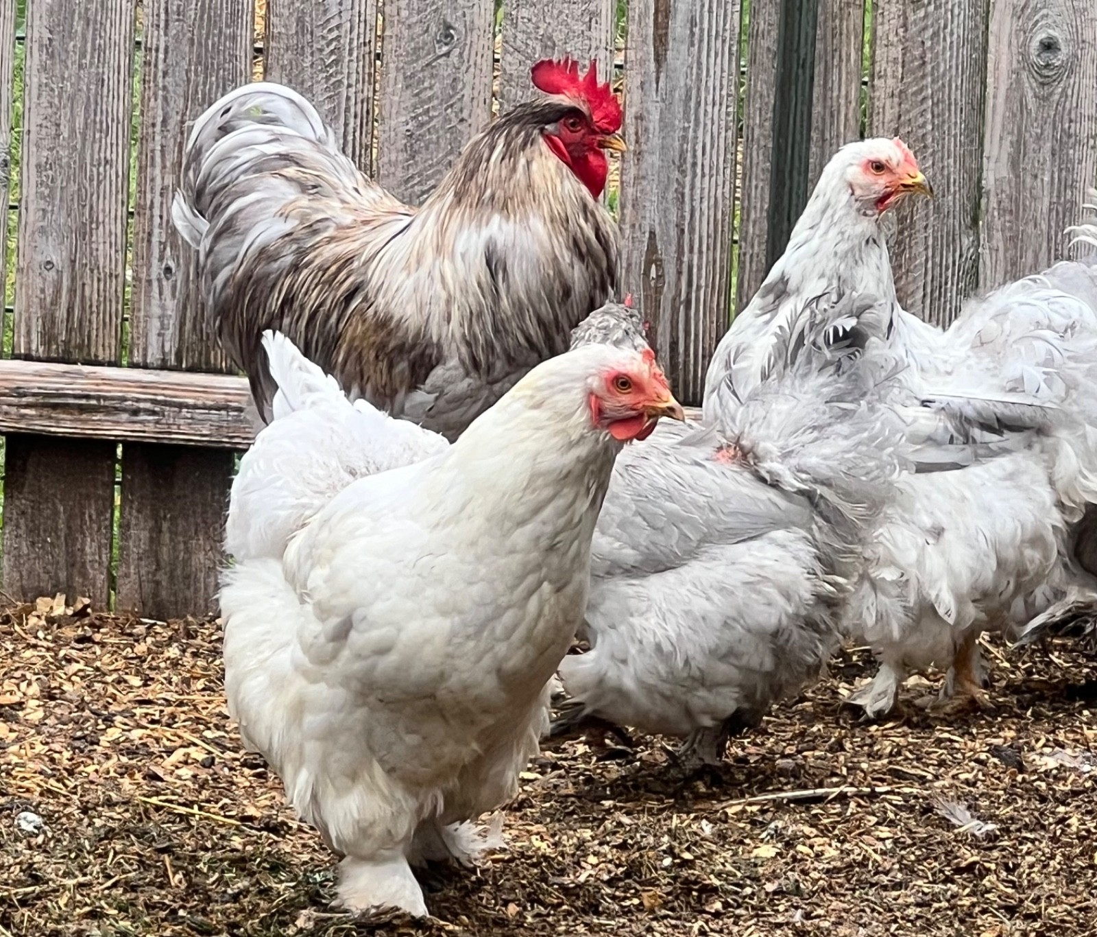 Standard Cochin Hatching Eggs blues, splash, lavenders 6 Eggs