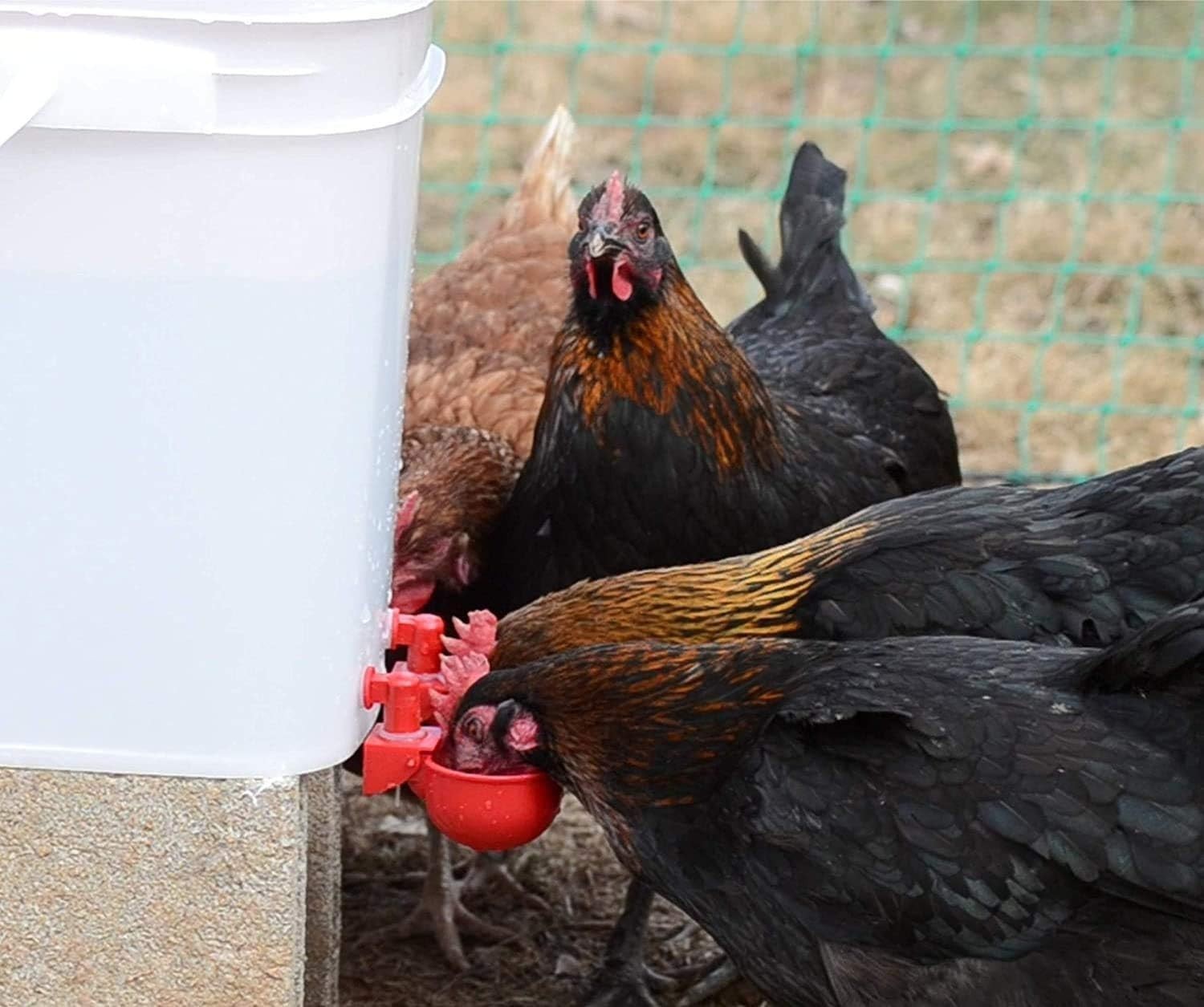 DIY Waterer Kit - Auto-Fill Cups with Inserts - 2 Pack