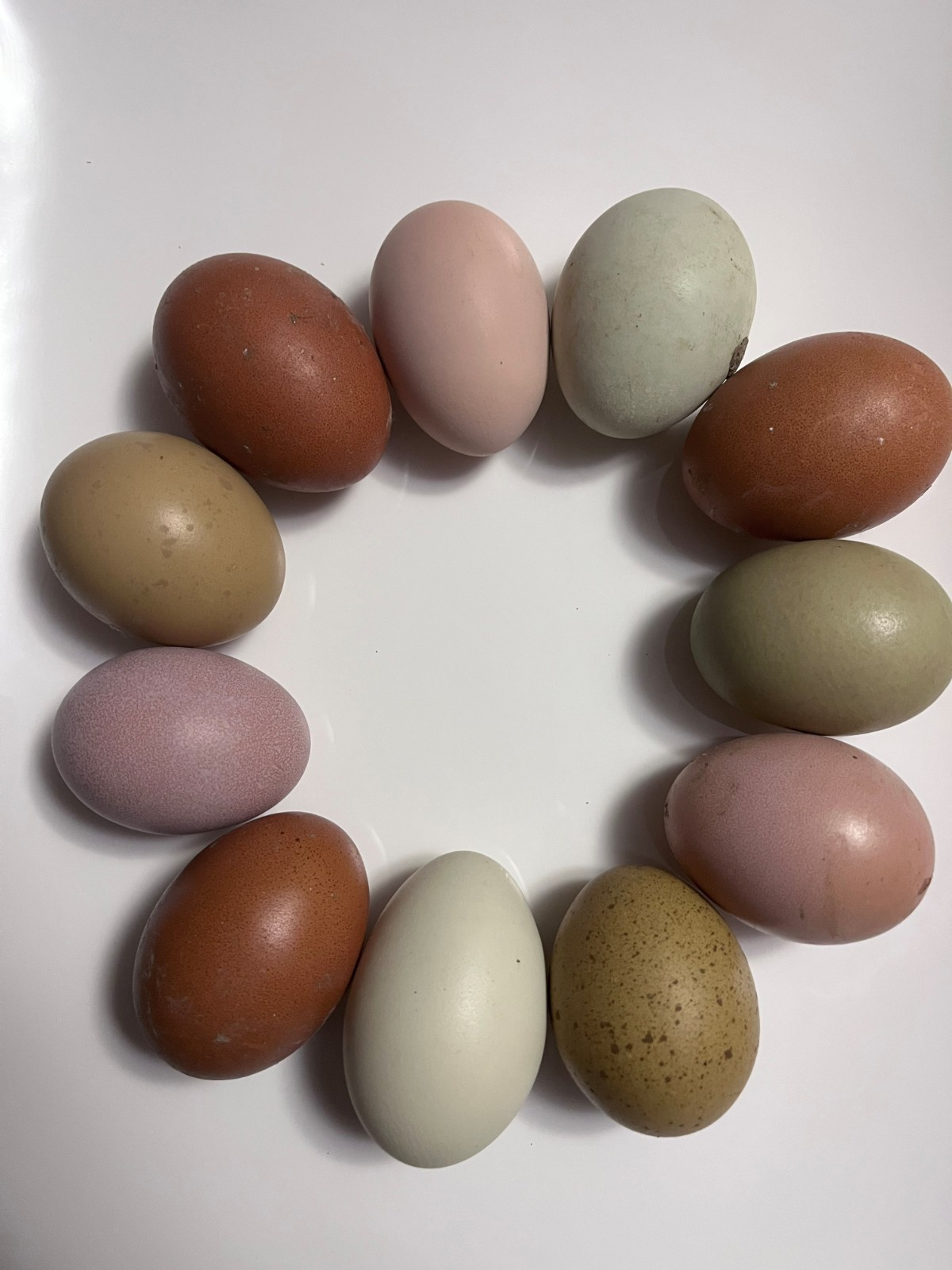 12+ Rainbow Hatching Eggs – Easter Eggers, Olive Eggers & Black Copper Marans