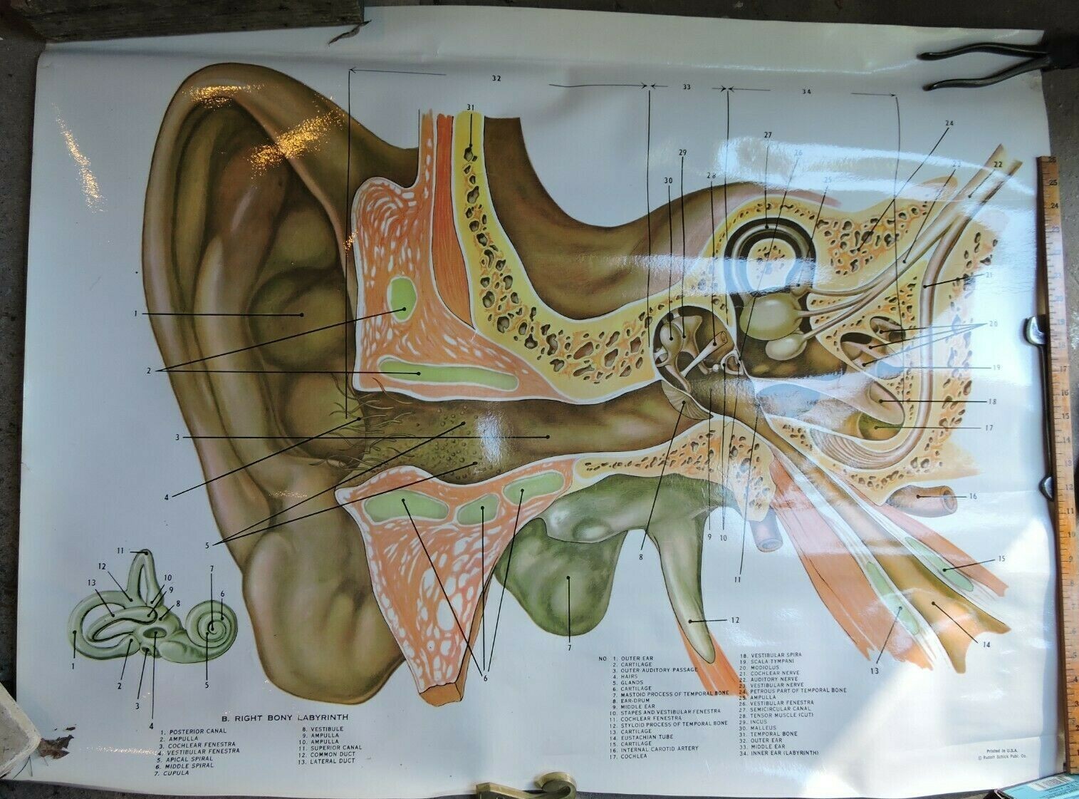 c.1950s? Anatomy Chart of the Human Ear / Auditory Canal - Laminated