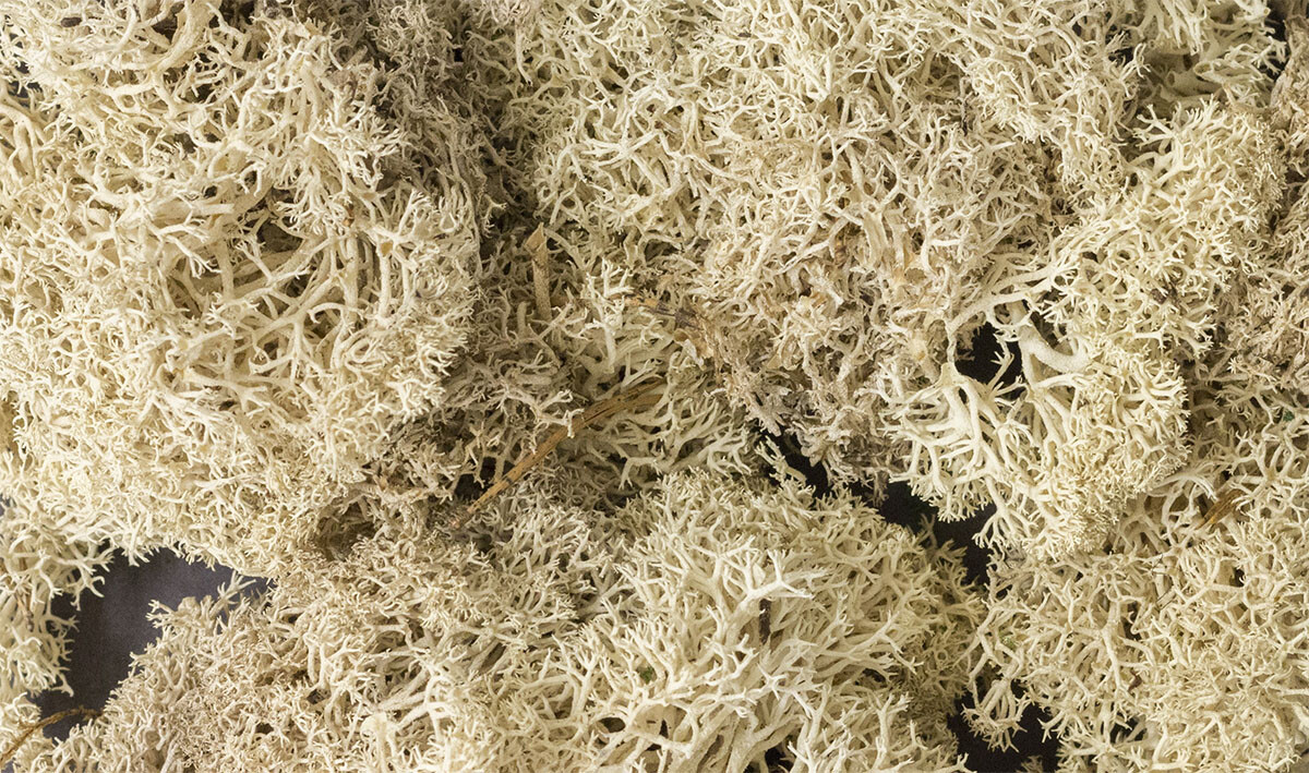 Woodland Scenics ~ New 2024 ~ Lichen ~ Natural ~ 86.6 Cubic Inches ~ L166