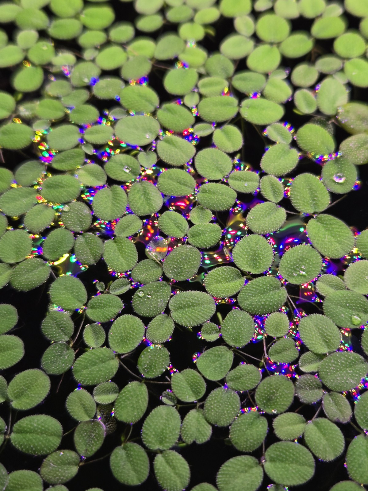 80+ Leaves Salvinia Minima- Buy 2 Get 1 Free-Duckweed Free-Floating Plants