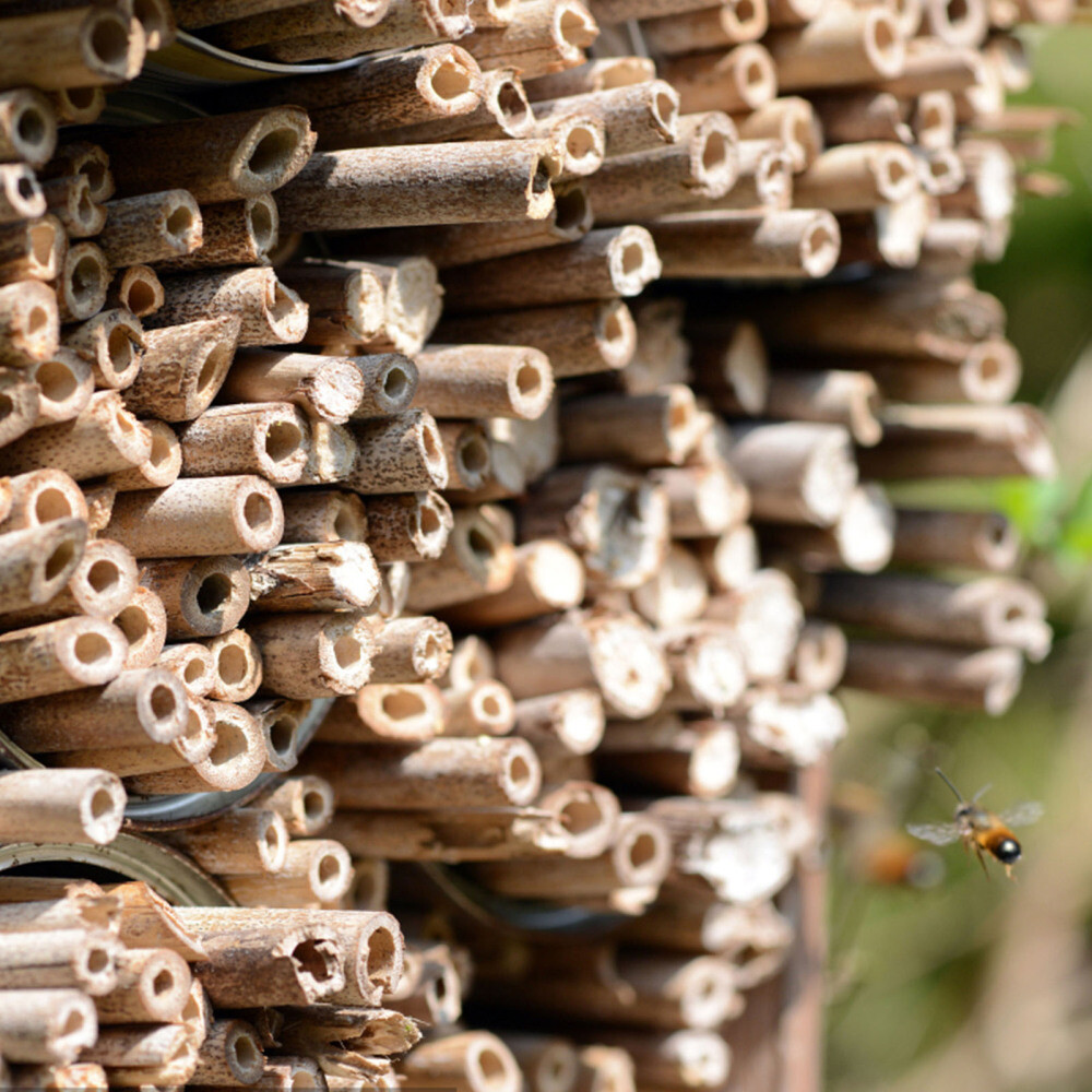 100 Pcs Native Bee Tubes Leafcutter Honeycomb Reed Refill Natural