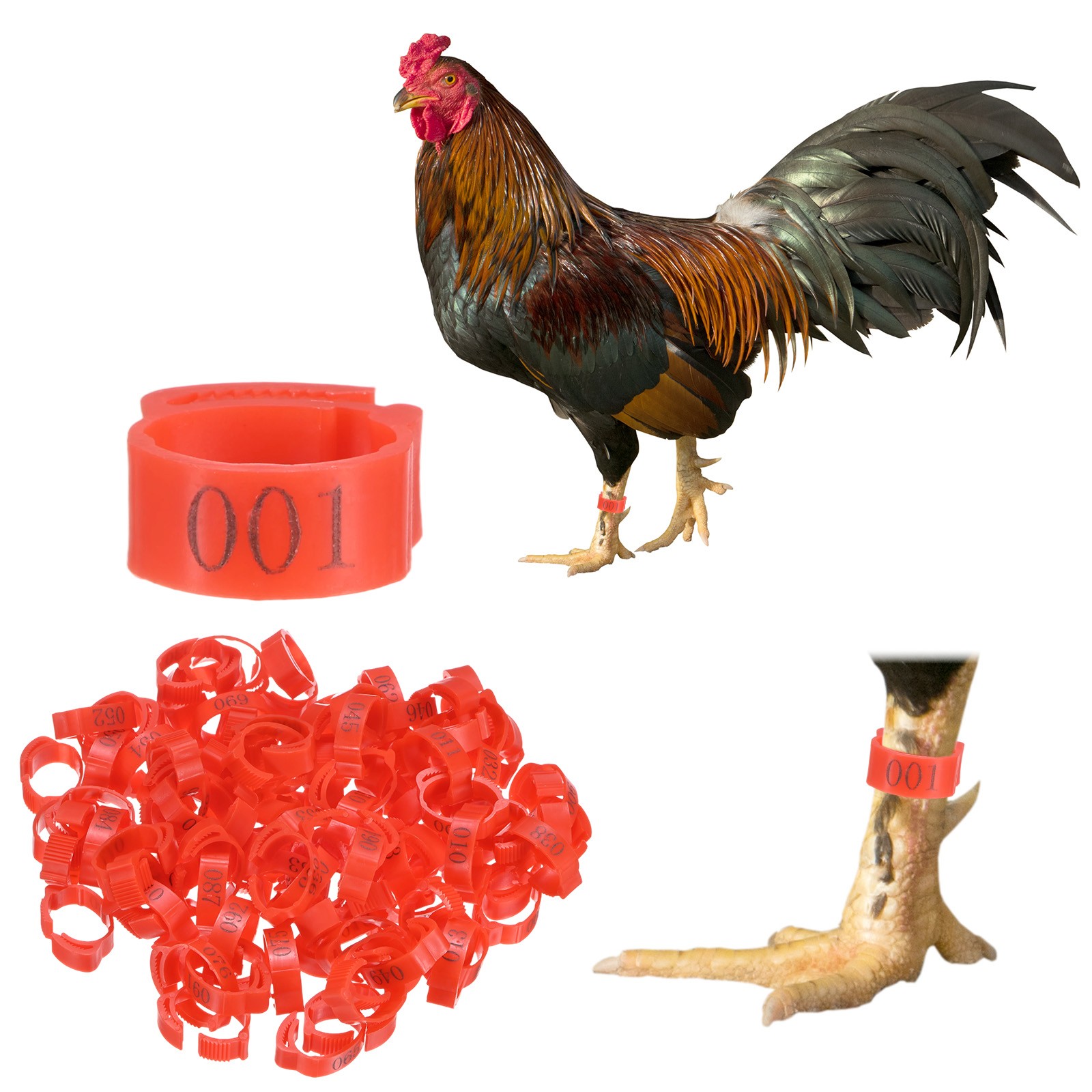 100-Pack Adjustable Chickens Leg Bands, 17-22 mm Plastic Chicken Leg Rings [Red]
