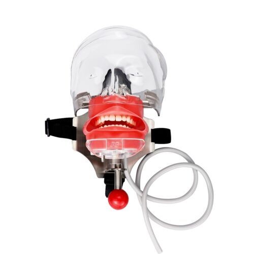Dental Teaching Head Mold Oral Simulation Simple Head Mold Student Practice Head