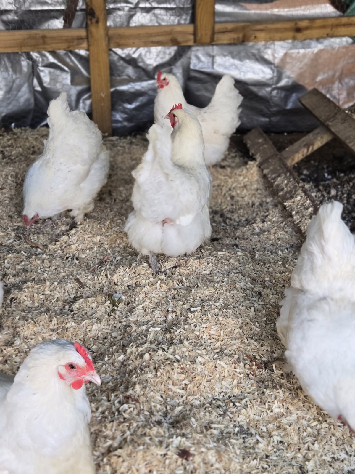White Langshan Hatching Eggs 12 Plus 2 Extra
