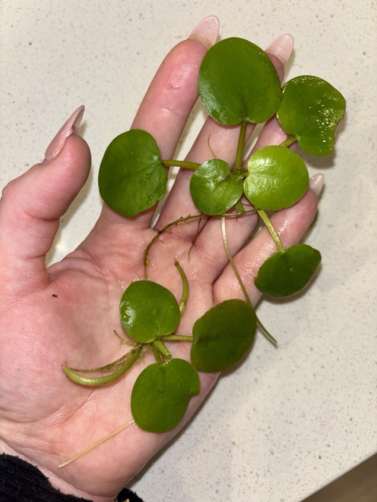 Beginner aquarium plant bundle