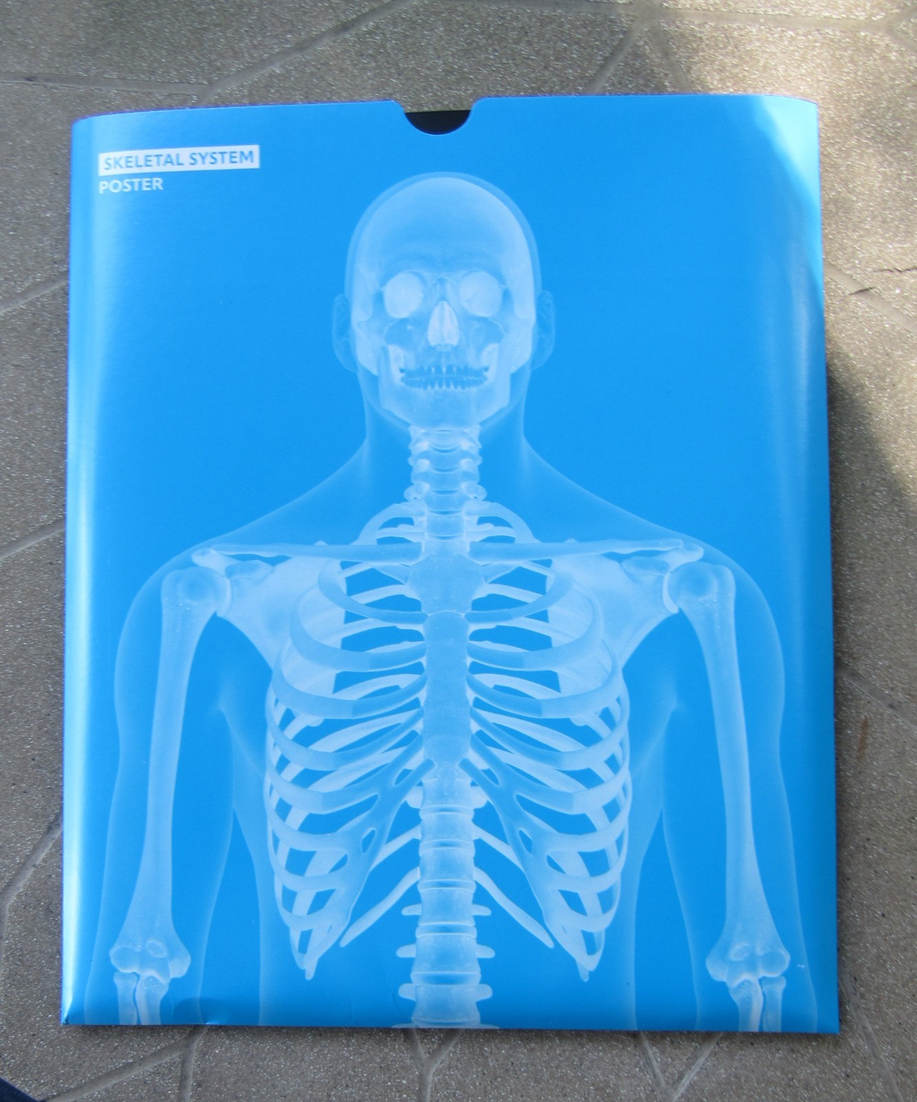 Large Detailed DK Skeletal System Poster *NEW*