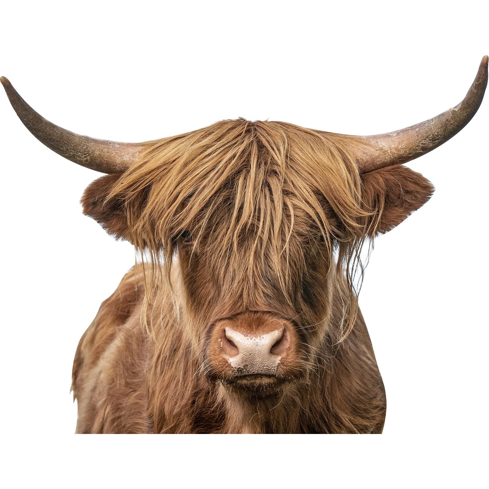 Highland Cow Wall Window Stickers Decor Scottish Decals Peel Brown