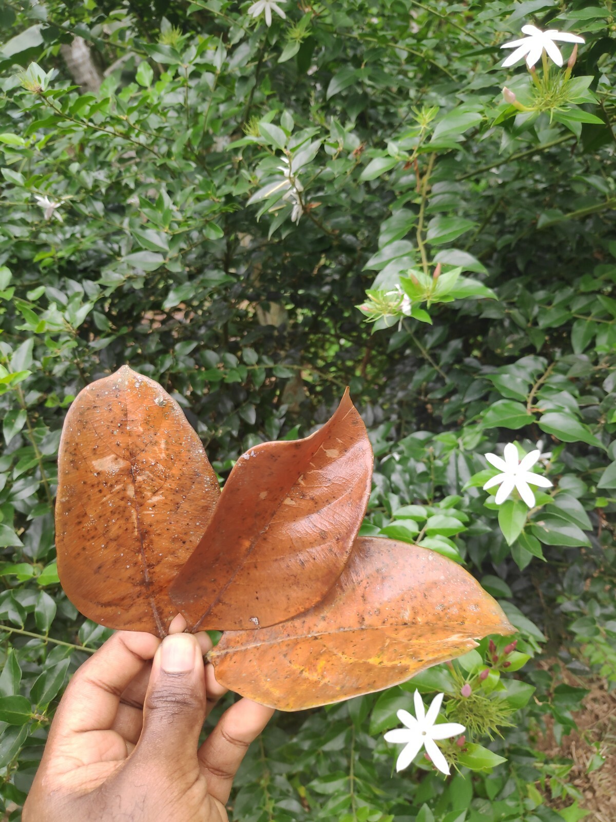 DRIED JACK FRUIT 50/100 PCs LEAVES Organic Bio Film Shrimp Aquarium Natural