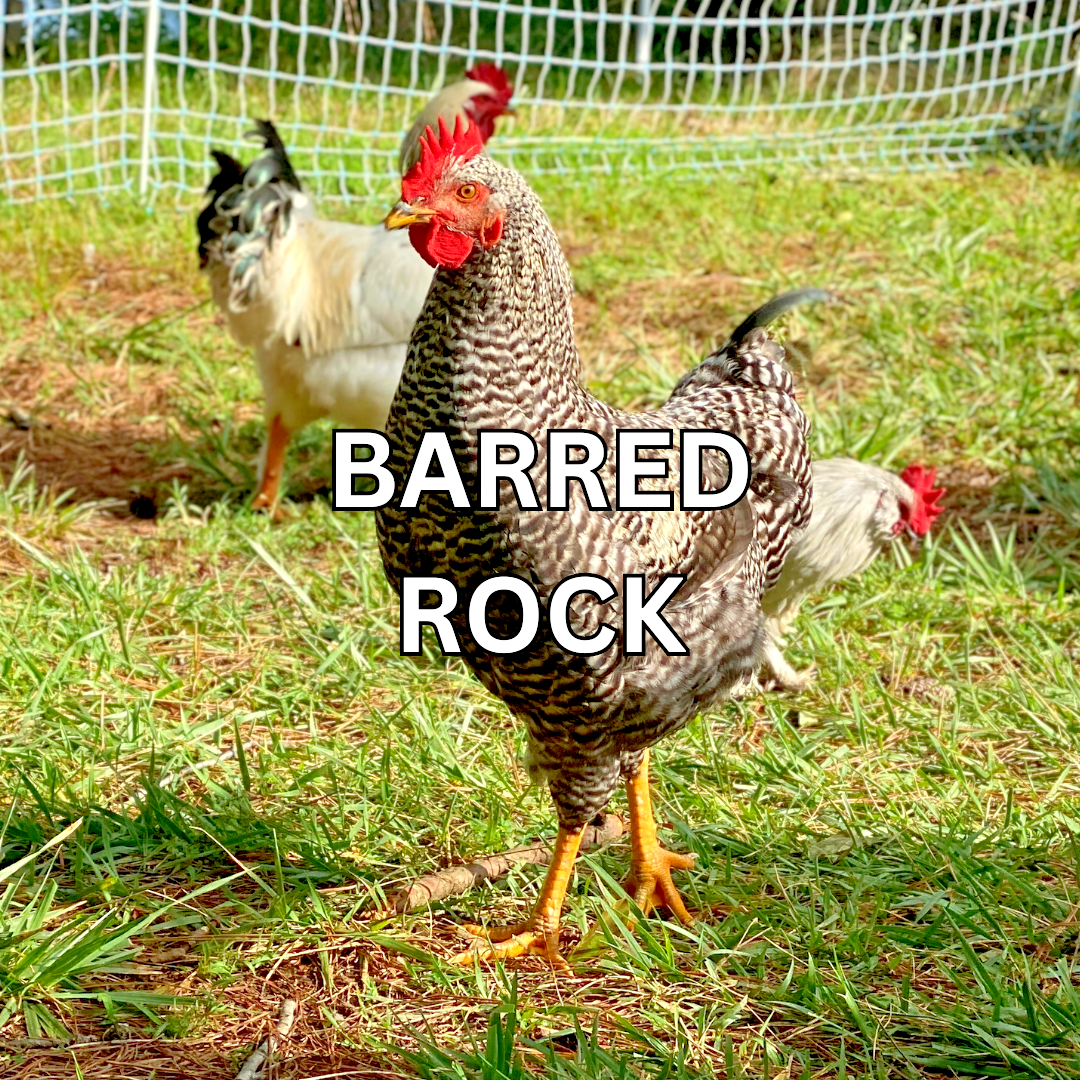 10 Custom Select Chicken Hatching Eggs - You Choose - See Description for Breeds