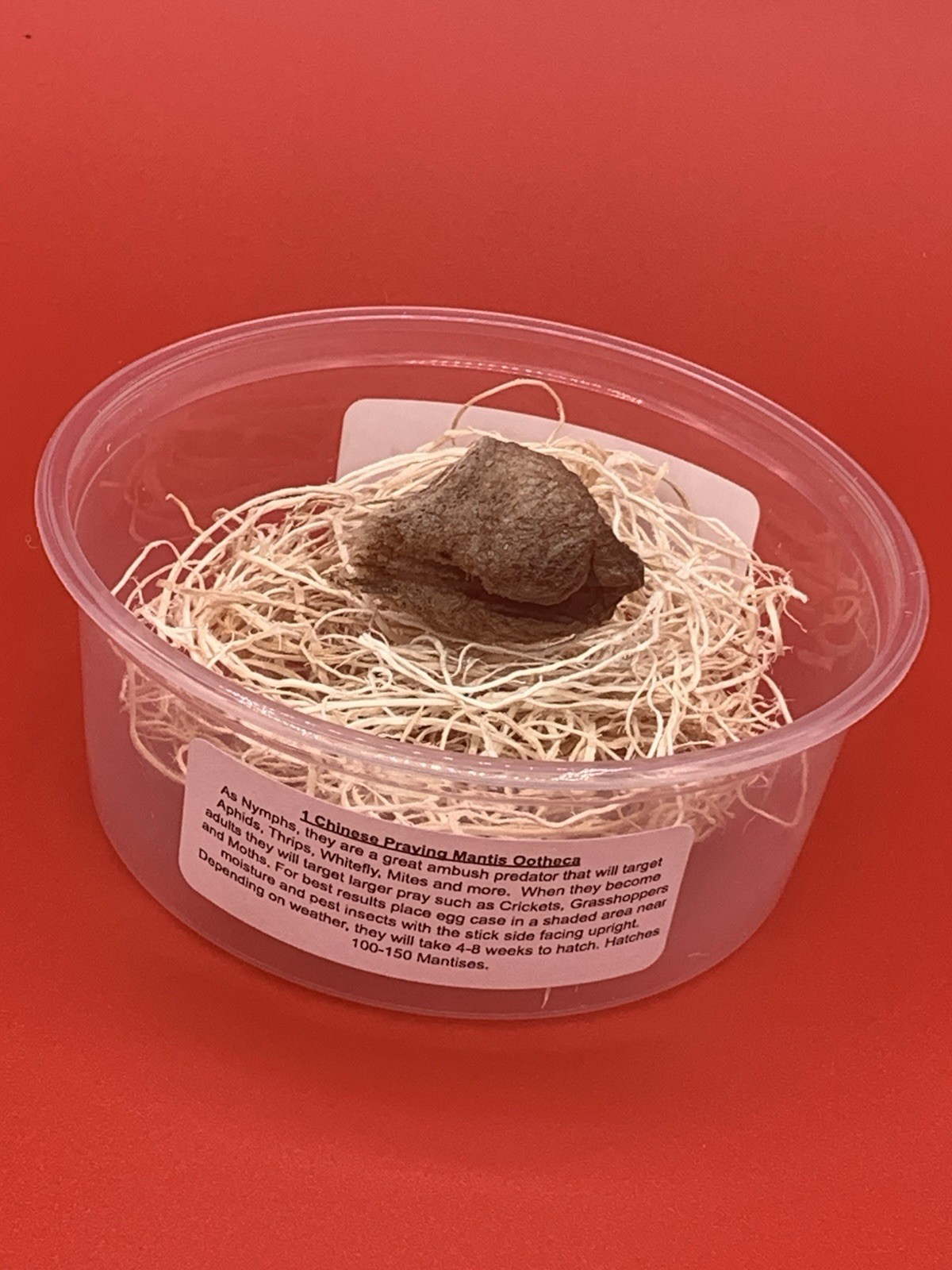 1 Chinese Praying Mantis Egg Case