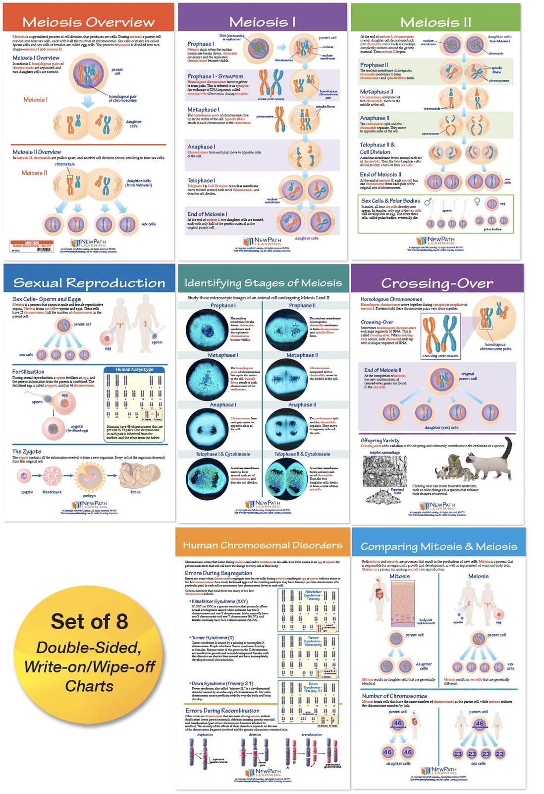 Meiosis Bulletin Board Charts Laminated DoubleSided Color 12x18 In 8 Pack Kit