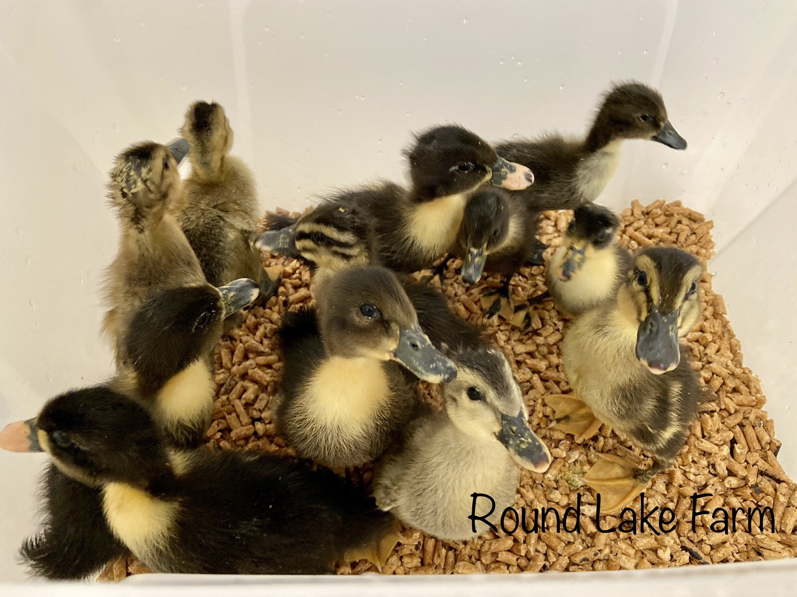 6 Fresh And Fertilized Domestic Barnyard Mix Duck Hatching Eggs