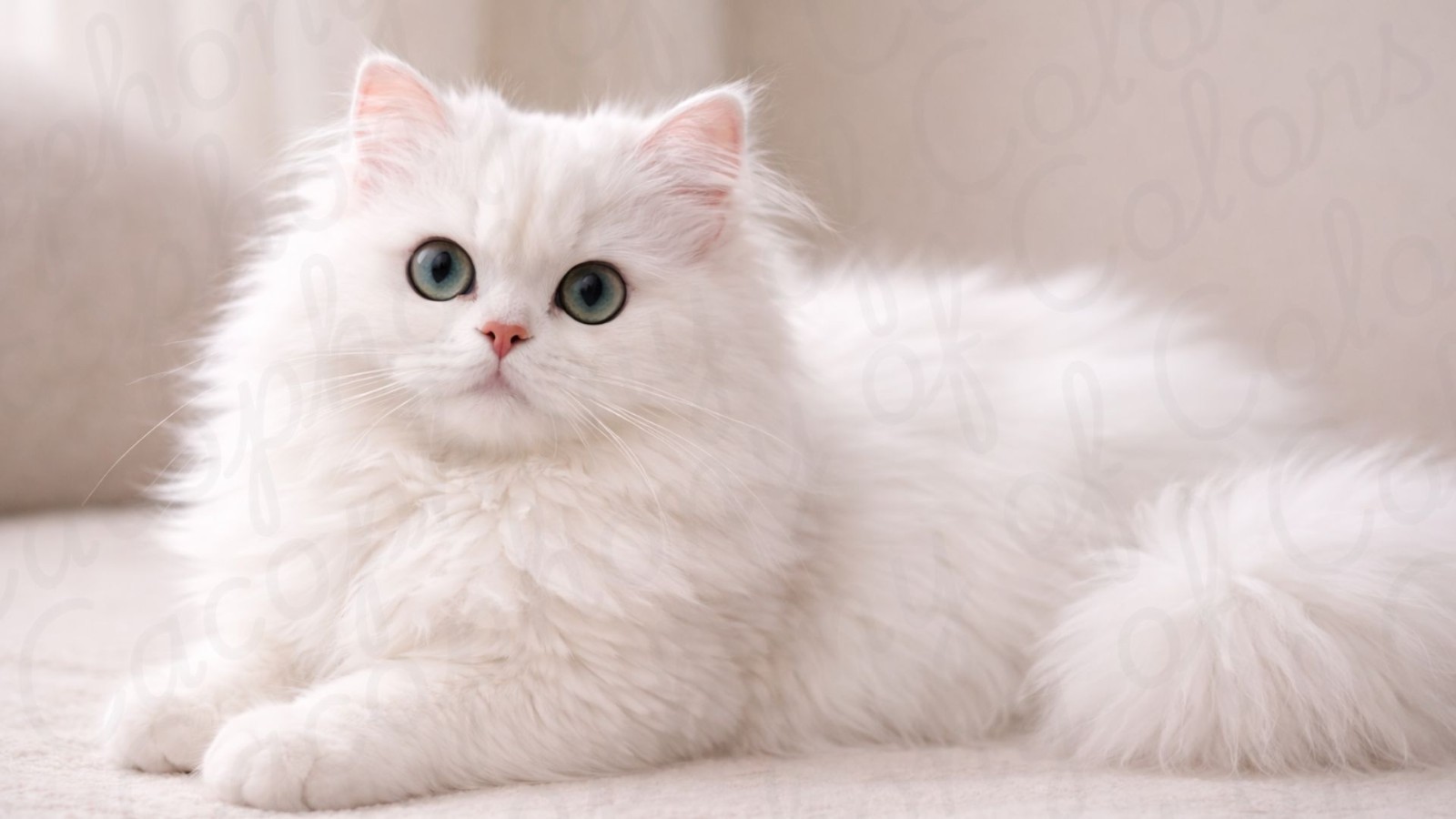 20 Cat Desktop Wallpapers Digital Download Cozy Computer Background Bundle