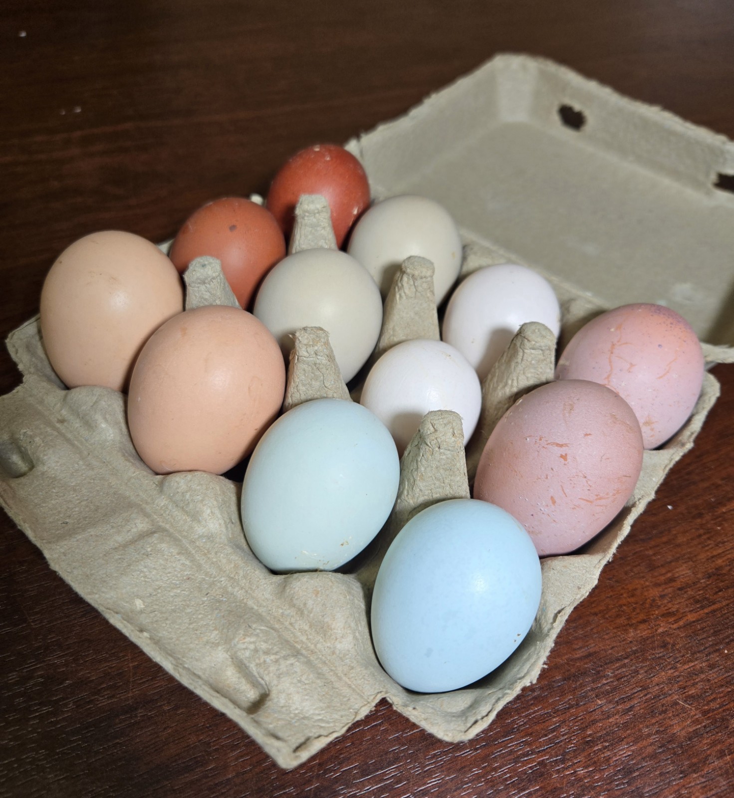 12 Premium Rainbow Hatching Eggs 2+ Guaranteed Ayam Cemani