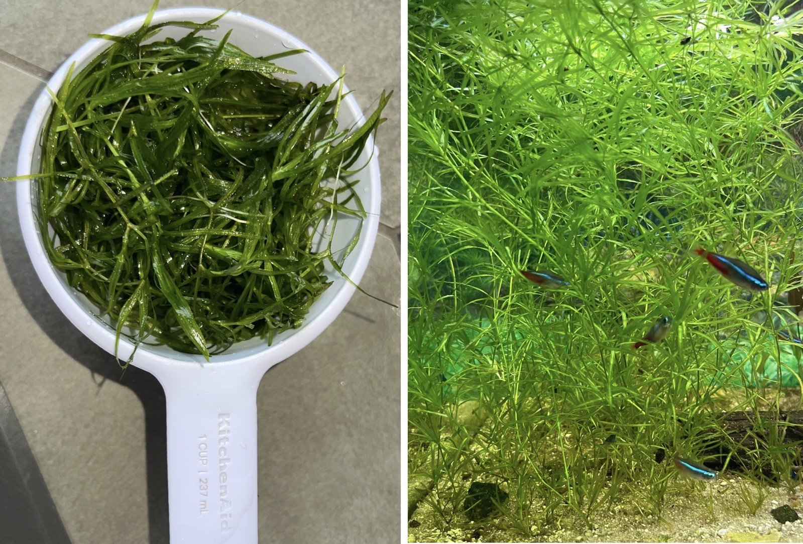 1 Cup Guppy Grass Live Aquarium Plant