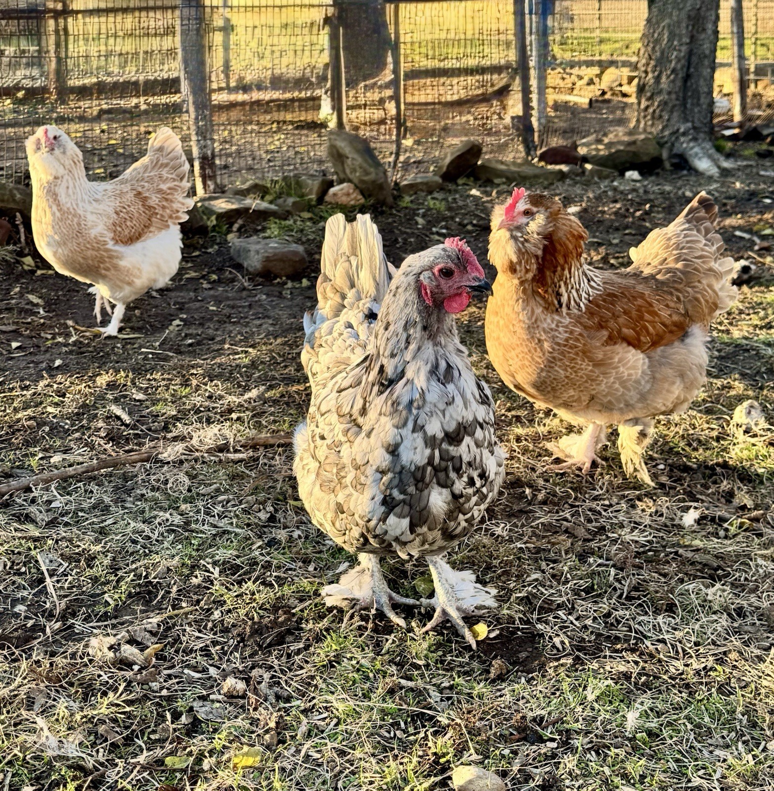 12+ Chicken Hatching Eggs Ameraucana, Easter/Olive Egger, Faverolles, Marans