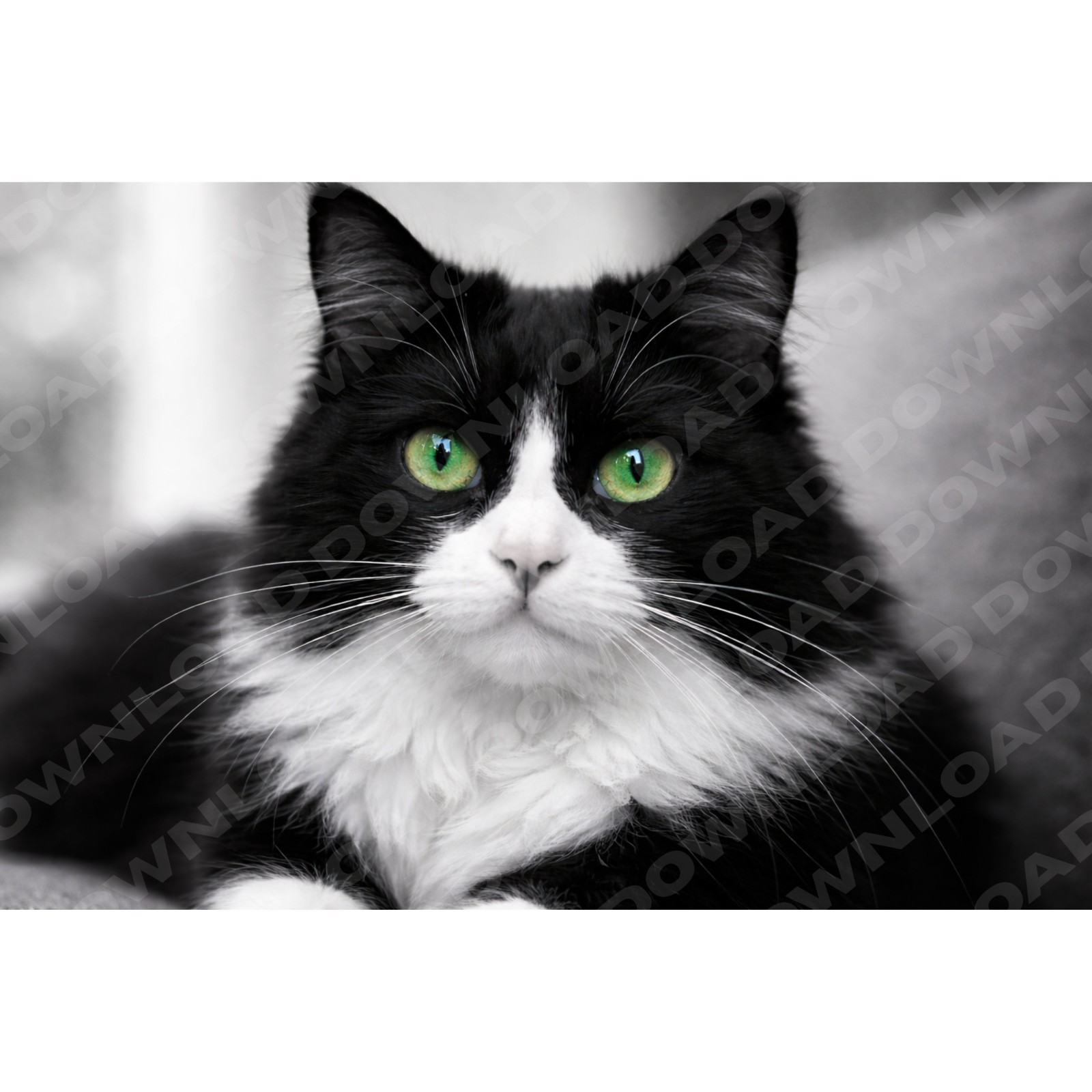 Long Hair Tuxedo Cat Photo DIGITAL Image Product Picture 36X24 Printable
