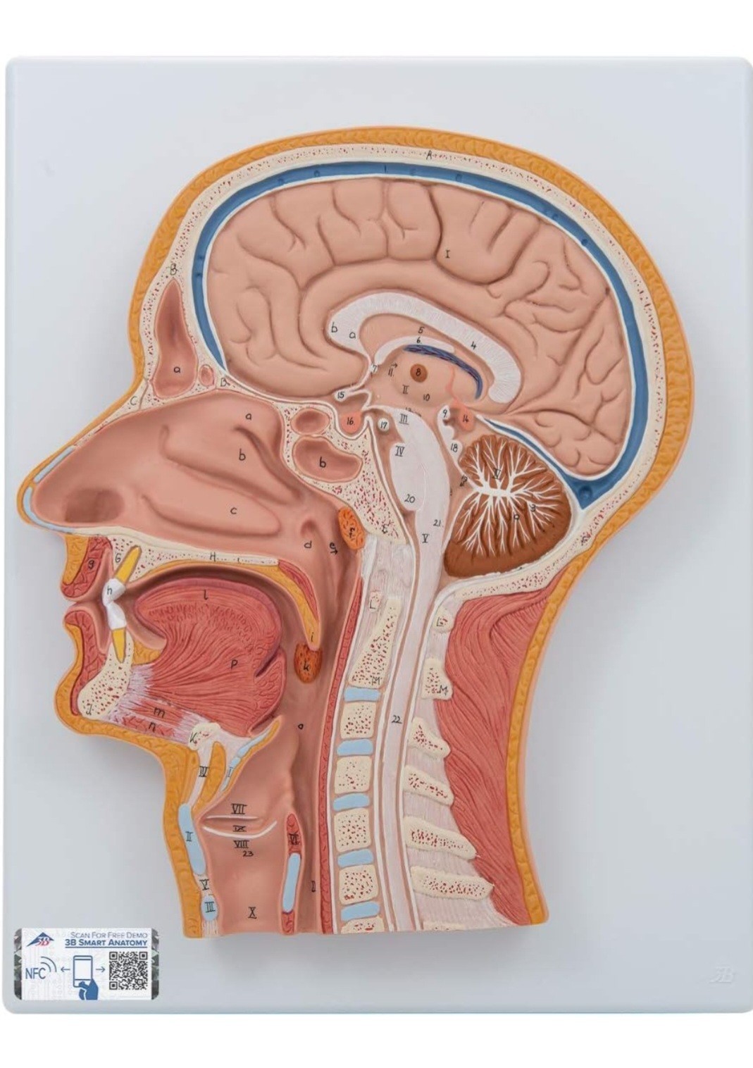 3B Scientific C12 Median Section of the Head and Brain Anatomical Model Anatomy