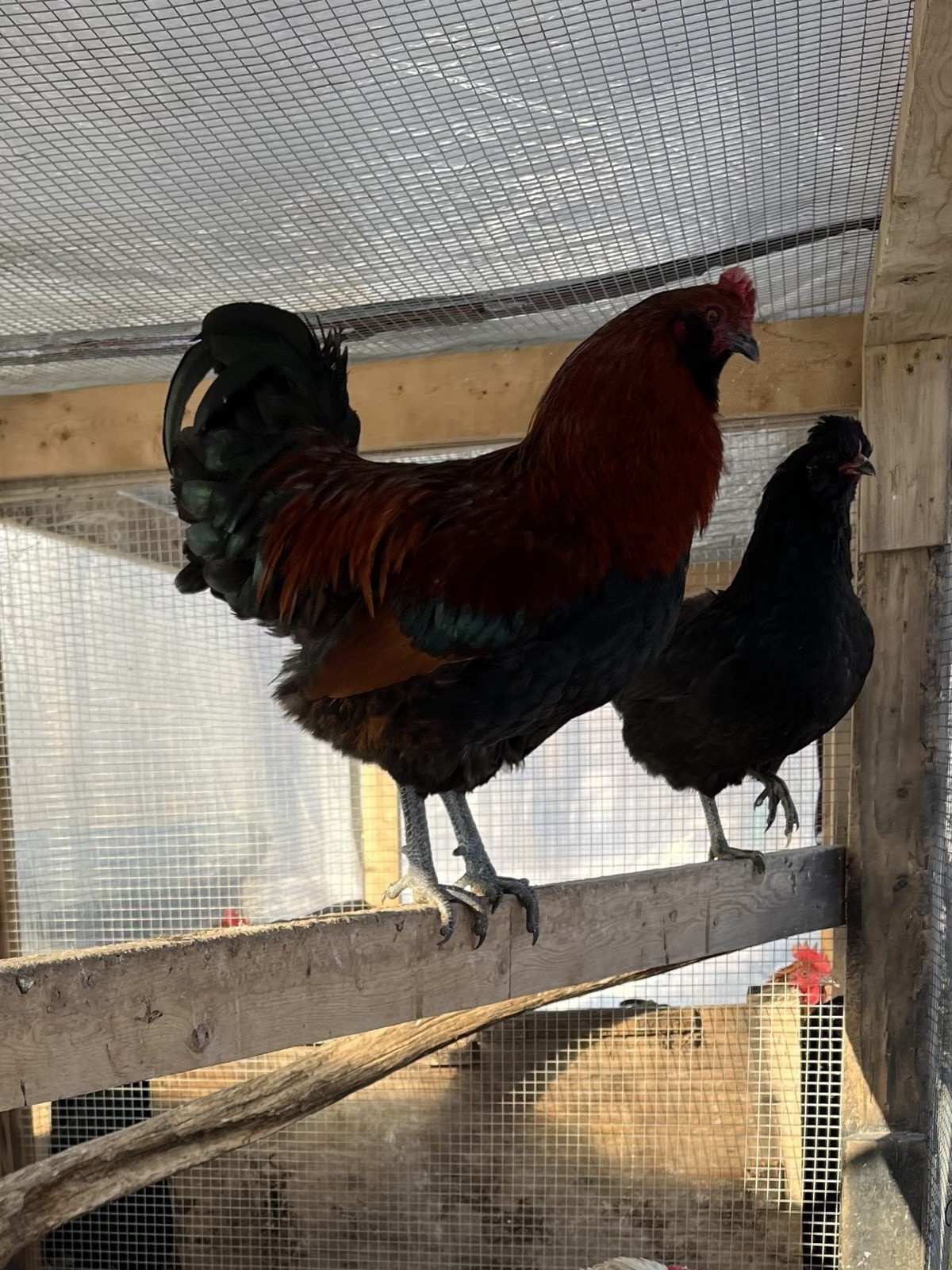16 + Hatching Eggs Sampler - Easter Egger, Marans, Wyandotte, Ameraucana