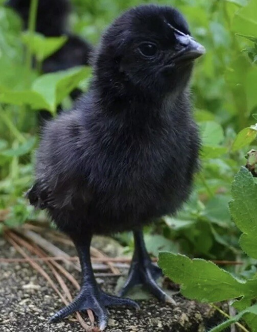 Twelve Organic Barnyard Mix Hatching Eggs - Rare Breed - Ayam Cemani