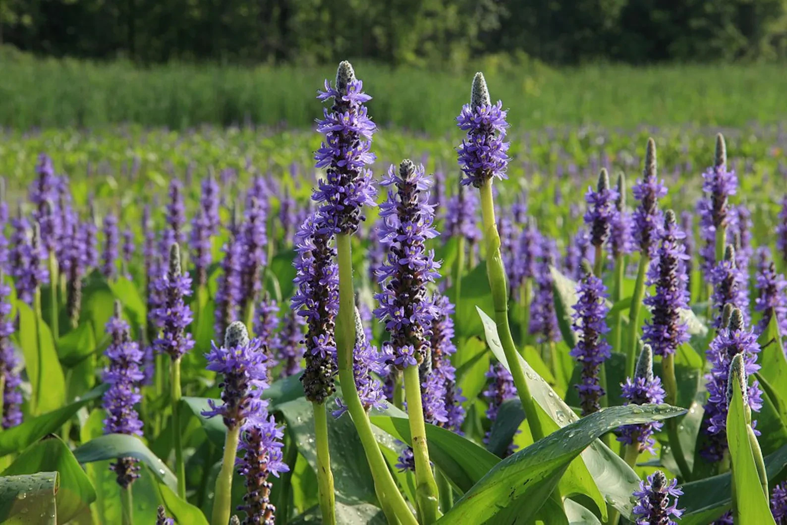 1 Purple Pickerel Rush Plant (Not Rhizomes/Tubers)